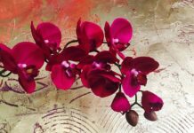 Dziewczyno czy lubisz kwiaty drzewa i piżmy