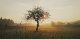 Jak długo goi się rana po pobraniu krwi?