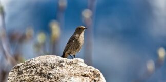 Czy lampa UV zabija pleśń?