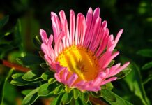 Jak wygląda pajączek?