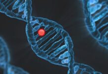 Czy wdowi garb jest dziedziczny?