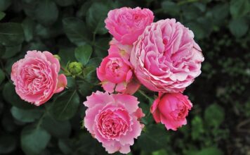 Co zrobić żeby mieć delikatne dłonie?