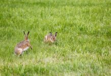 Czy można patrzeć na lampę UV?